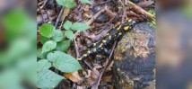 Feuersalamander am Taubensee