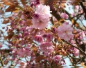 Frühjahrsblüten